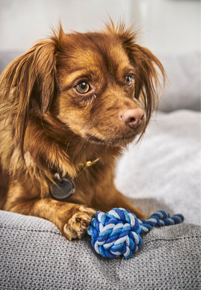 cama para perro gris