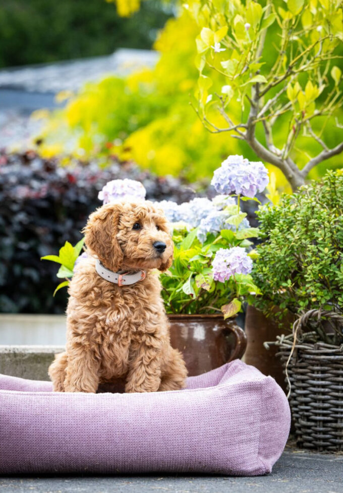 cama para perro rosa