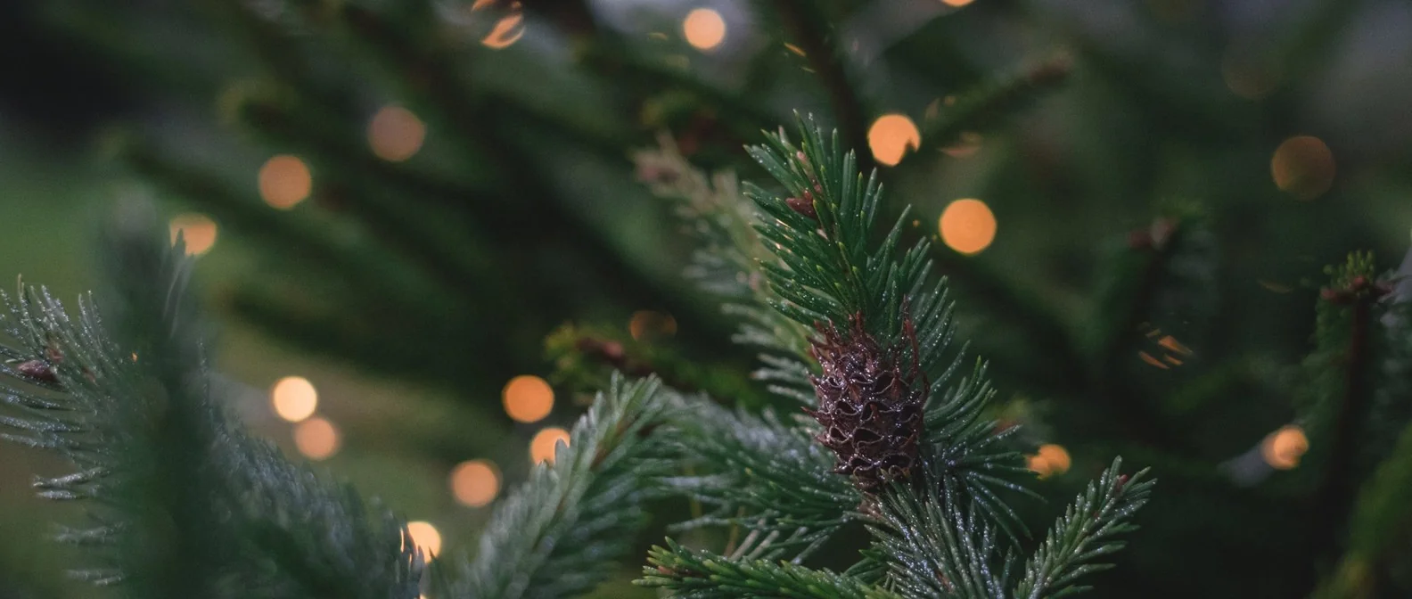 Ramas de abeto con luces de Navidad desenfocadas